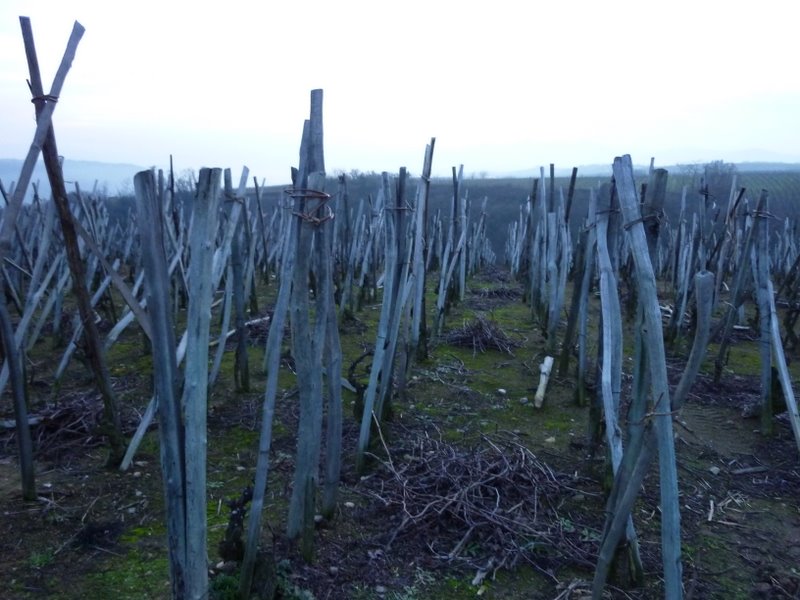 P1000334.jpg