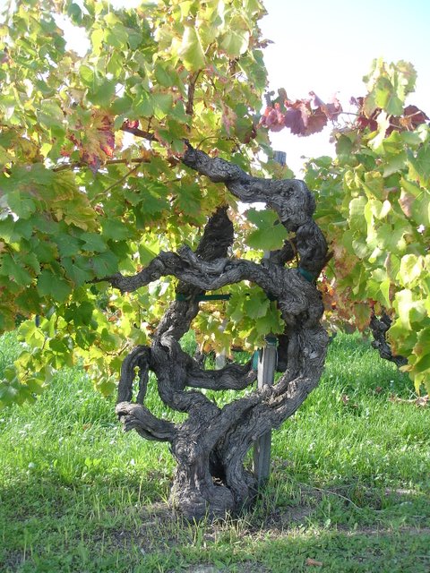DSC00003.JPG