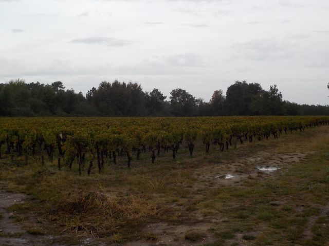 Vendanges Cornélie Octobre 2014 010.JPG