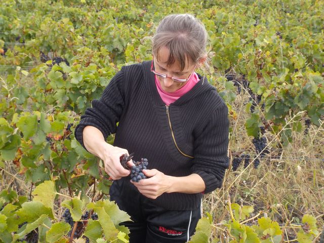 Vendanges Cornélie Octobre 2014 013.JPG