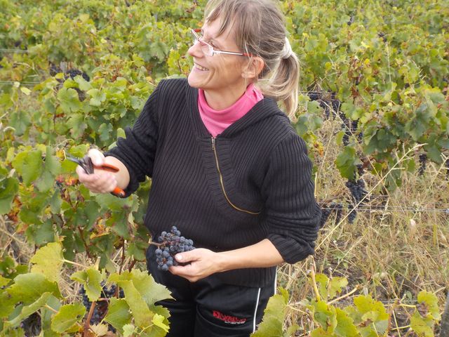 Vendanges Cornélie Octobre 2014 014.JPG
