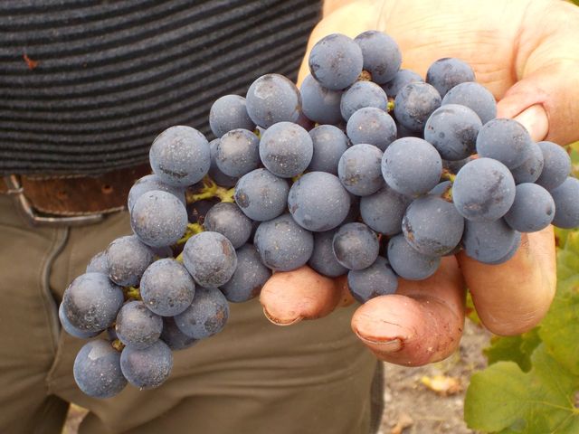 Vendanges Cornélie Octobre 2014 017.JPG