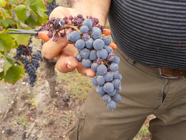 Vendanges Cornélie Octobre 2014 018.JPG