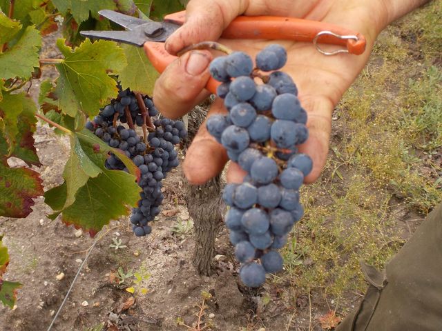Vendanges Cornélie Octobre 2014 020.JPG