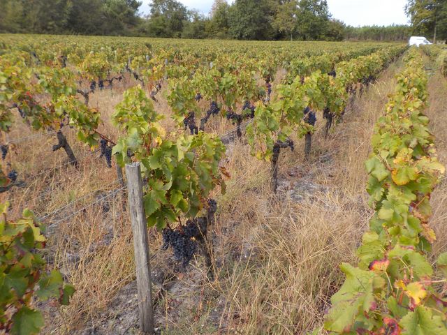 Vendanges Cornélie Octobre 2014 029.JPG
