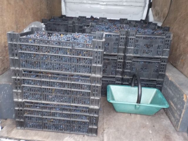 Vendanges Cornélie Octobre 2014 022.JPG