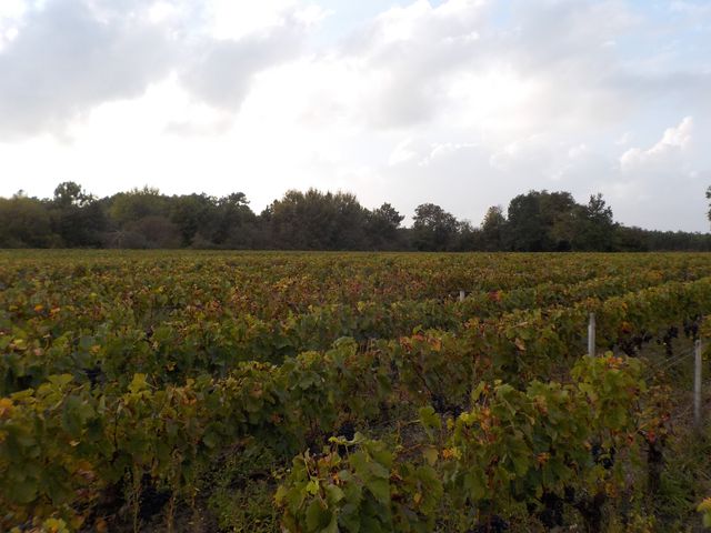 Vendanges Cornélie Octobre 2014 042.JPG
