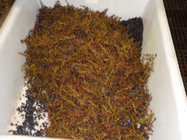 Vendanges Cornélie Octobre 2014 024.JPG