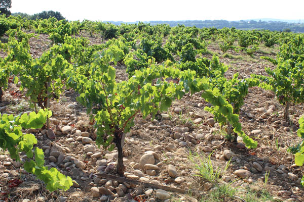 châteauneuf 6 copy.jpg