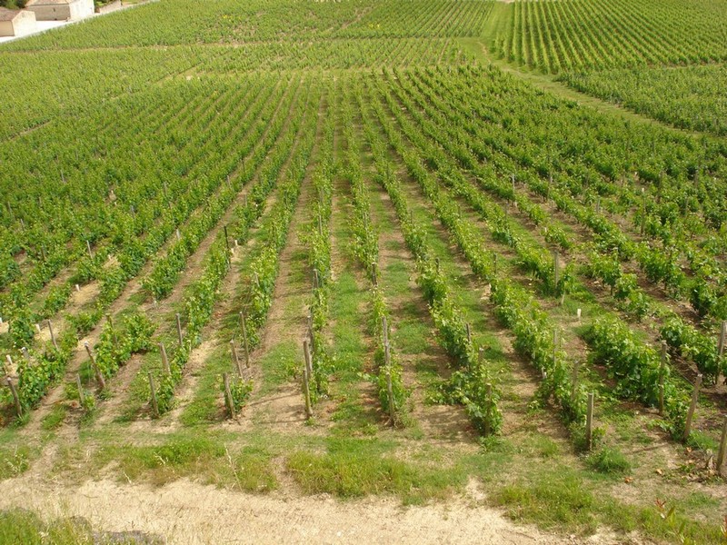 vignoble Tertre Roteboeuf.jpg